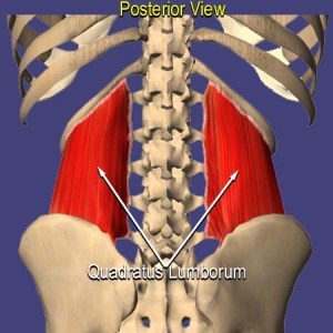 QuadratusLumborum