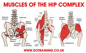 MUSCLES-OF-HIP